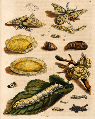 maria_sibylla_merian_maulbeerbaum_samt_frucht_plate_1.png